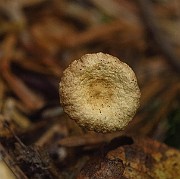 IMG_2452
