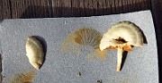 IMG_9605