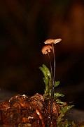 IMG_1087
