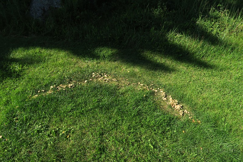 IMG_0385.JPG