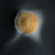 IMG_0019