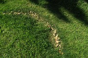 IMG_0384