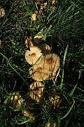 IMG_0390