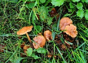 IMG_0455