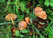 IMG_0456