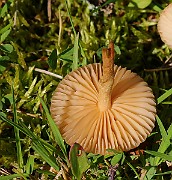 IMG_5839