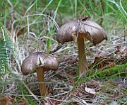 IMG_1052