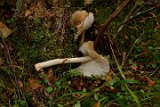 IMG_6041