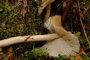 IMG_6042