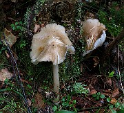 IMG_6043