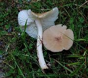 IMG_6046