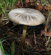 IMG_9854