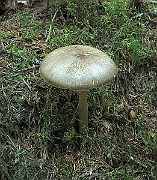 IMG_9971