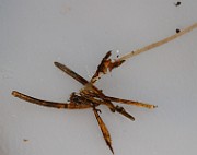 IMG_0200