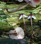 IMG_3724