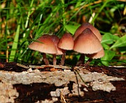 IMG_3747