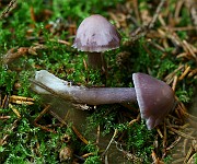 IMG_0934