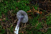 IMG_9338