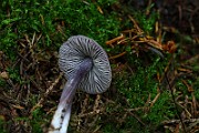 IMG_9339