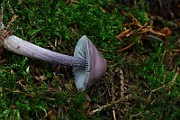IMG_9341