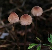 IMG_0379