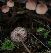 IMG_0382