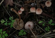 IMG_0384