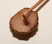 IMG_0392
