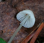 IMG_1784