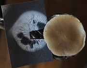 IMG_0436