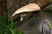 IMG_1085