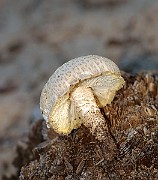 IMG_1611