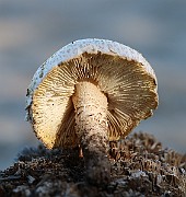 IMG_1613