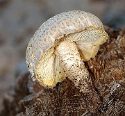 ScalyWhiteMushroom