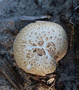 ScalyWhiteMushroomHat