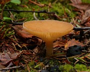 IMG_6127