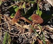 IMG_0750