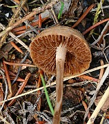 IMG_0416s