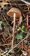 IMG_0417s