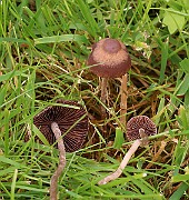 IMG_0662