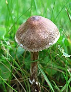 IMG_9417