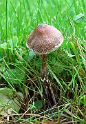 IMG_9419