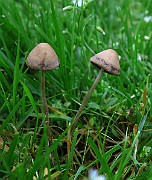IMG_9421