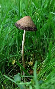 IMG_9426