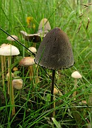 IMG_5930