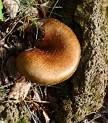 IMG_0207