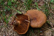IMG_1047