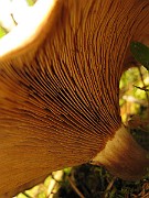 IMG_4830