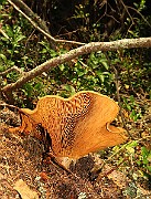 IMG_6798