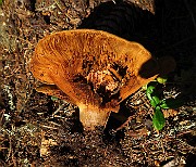 IMG_6802